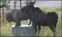 Der Elch und der Bison