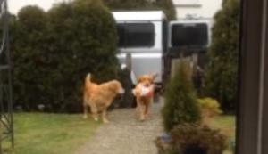 Die Einkäufe rein tragen