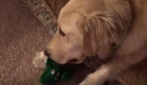 Wenn das Lieblingsspielzeug zur Tür rein kommt