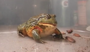 Afrikanischer Ochsenfrosch hat Hunger