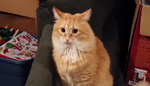 Die Katze mit der Weihnachtsmütze
