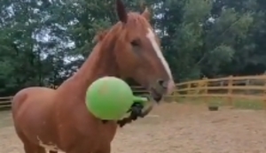 Pferd spielt mit dem Ball