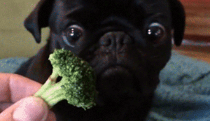 Bewegter Picturedump 571