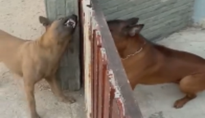 Hunde am Zaun