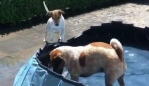 Wenn Hunde sich selbst beschäftigen