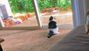 Katz und Maus