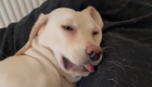 Zuckersüßer Hundetraum