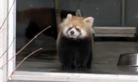 Riesenschreck für kleinen Panda
