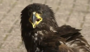 Anti-Drohnen-Adler