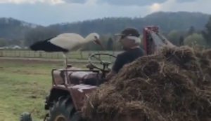 Klapperstorch auf dem Traktor