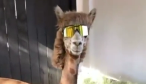 Das coolste Alpaka