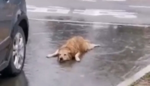 Hund liebt Wasser