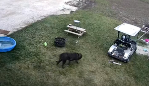 Hund dreht mal ne Runde