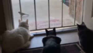 Katzen beobachten einen Vogel