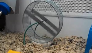 Ein Hamster und sein Laufrad