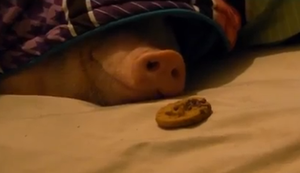 Ein Schwein mit einem Keks wecken