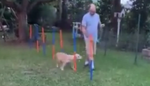 Mit dem Hund durch den Parkour