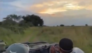 Neulich auf Safari