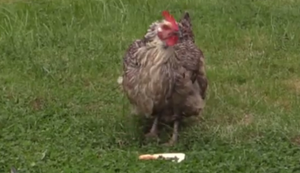 Toast um den Hals legen