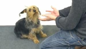 Zaubertricks für Hunde