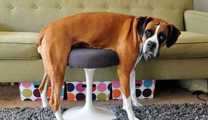 Tierische Missgeschicke und andere Situationen