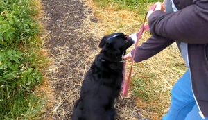 Hund von der Leine lassen