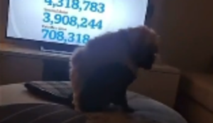 Hund und Katz