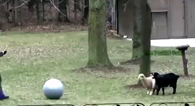 Bewegter Picturedump 374