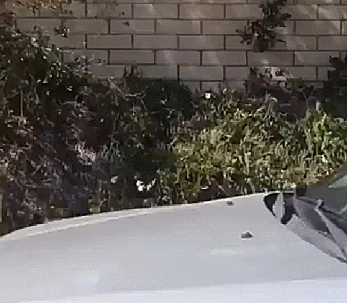 Bewegter Picturedump 274