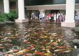 Bewegter Picturedump 357