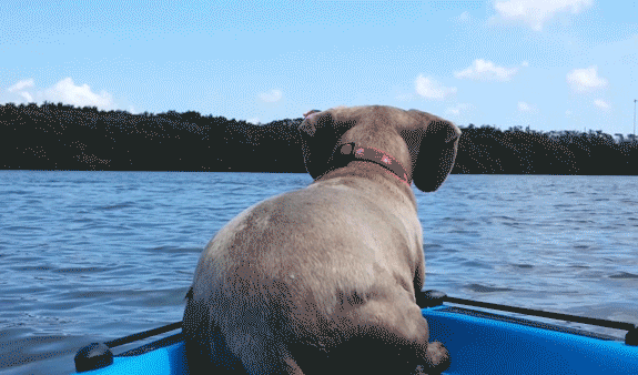 Bewegter Picturedump 422