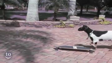 Bewegter Picturedump 296