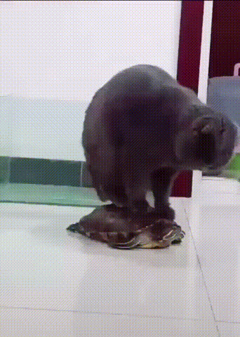 Bewegter Picturedump 444