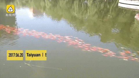 Bewegter Picturedump 392