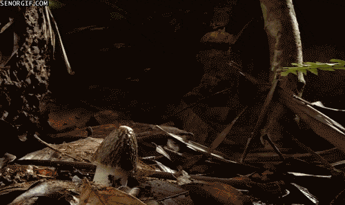 Bewegter Picturedump 392