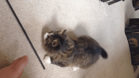 Bewegter Picturedump 418