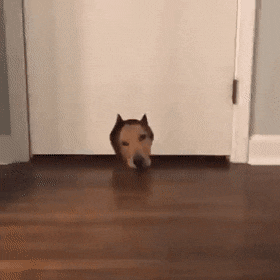 Bewegter Picturedump 492