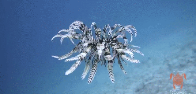 Bewegter Picturedump 353