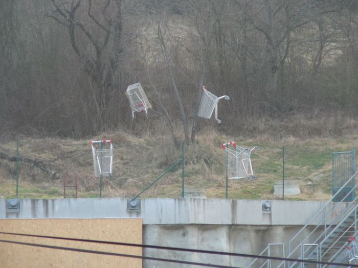 Einkaufswagen in Bäumen