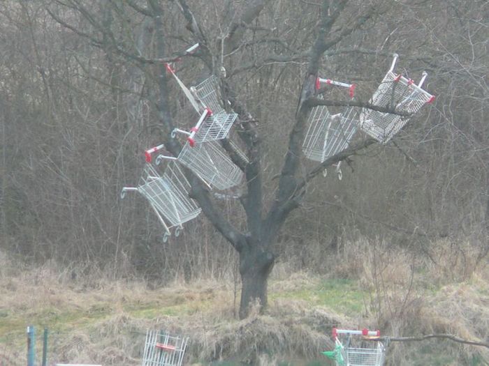 Einkaufswagen in Bäumen