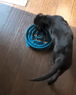 Bewegter Picturedump 462