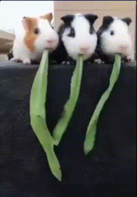 Bewegter Picturedump 462