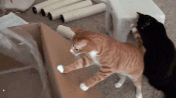 Bewegter Picturedump 462