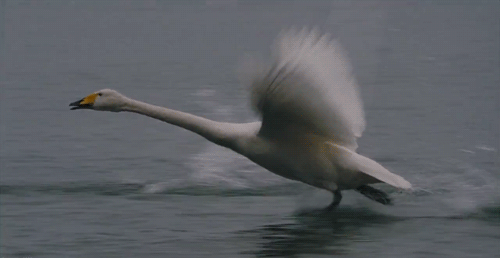 Bewegter Picturedump 427