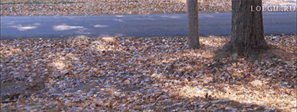 Bewegter Picturedump 388