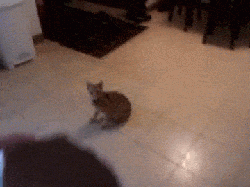 Bewegter Picturedump 388