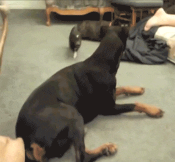 Bewegter Picturedump 388