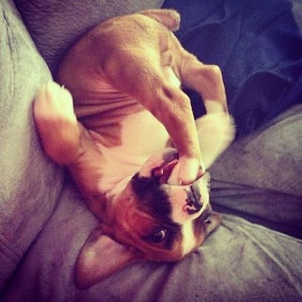 Tierische Missgeschicke und andere Situationen