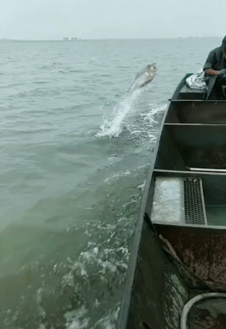 Bewegter Picturedump 445