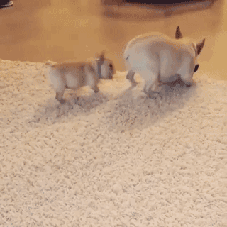 Bewegter Picturedump 345